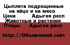 Цыплята подрощенные на яйцо и на мясо › Цена ­ 130 - Адыгея респ. Животные и растения » Птицы   . Адыгея респ.